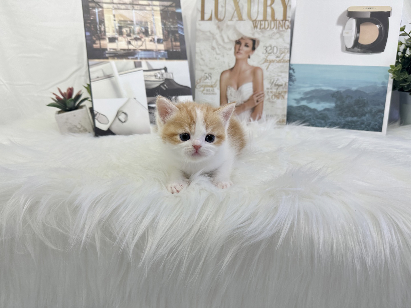 브리티쉬숏헤어 분양합니다