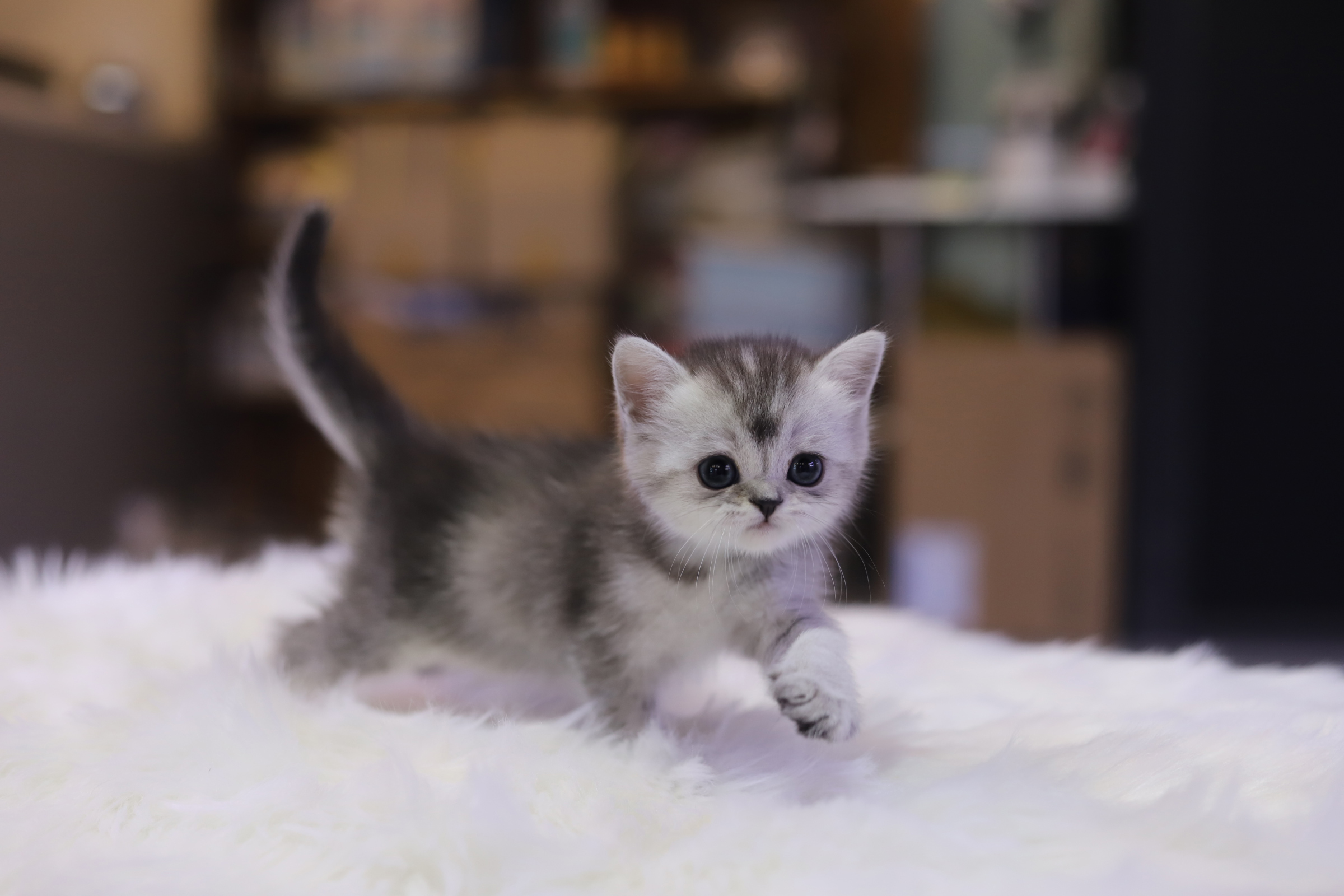 브리티쉬숏헤어 분양합니다