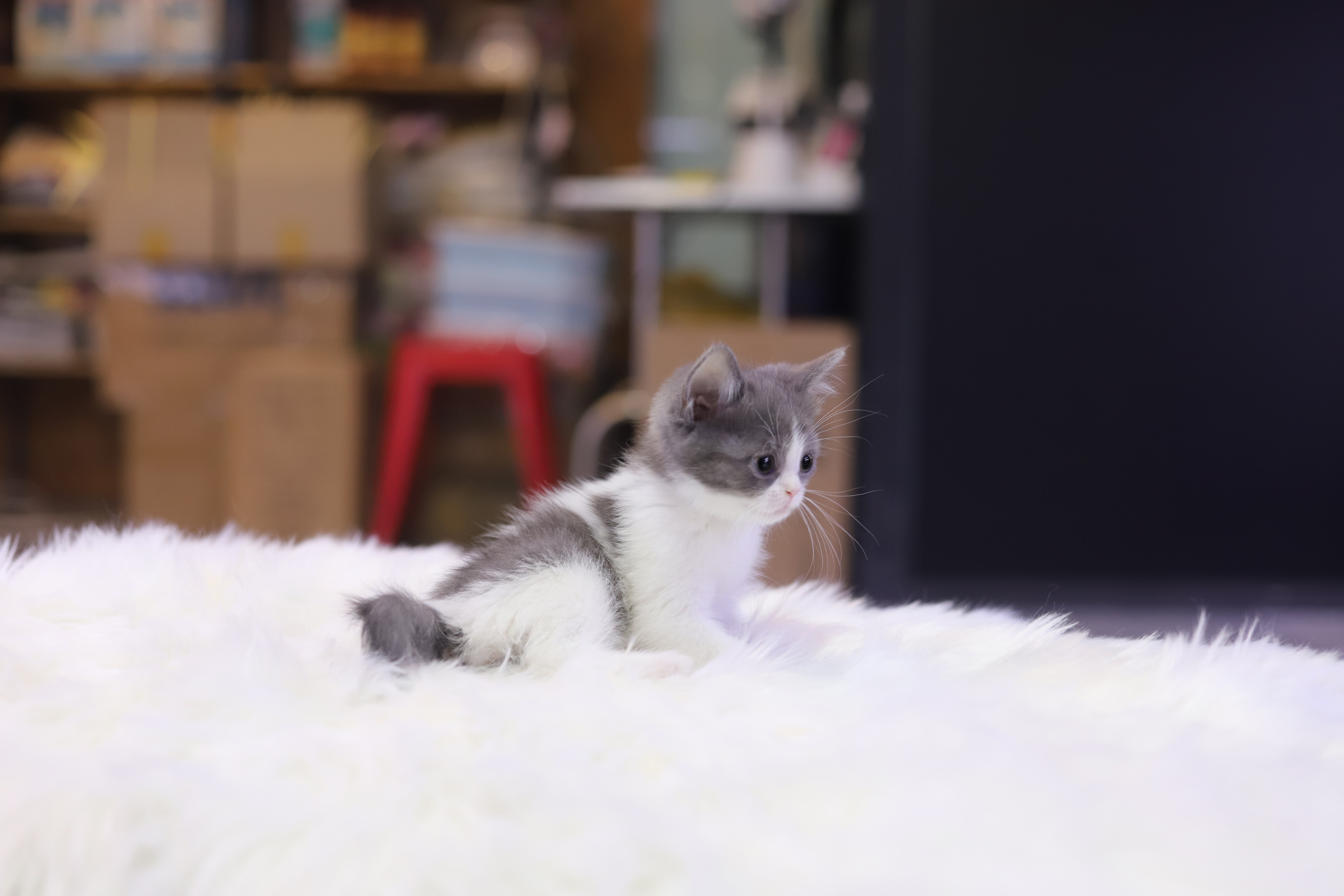 브리티쉬숏헤어 분양합니다