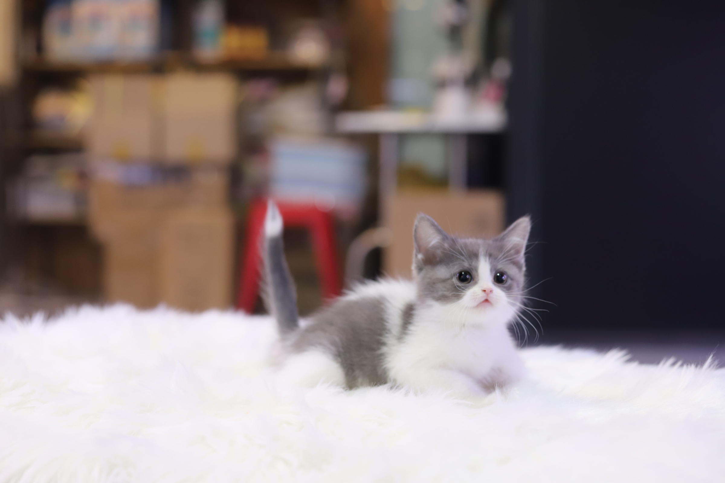 브리티쉬숏헤어 분양합니다