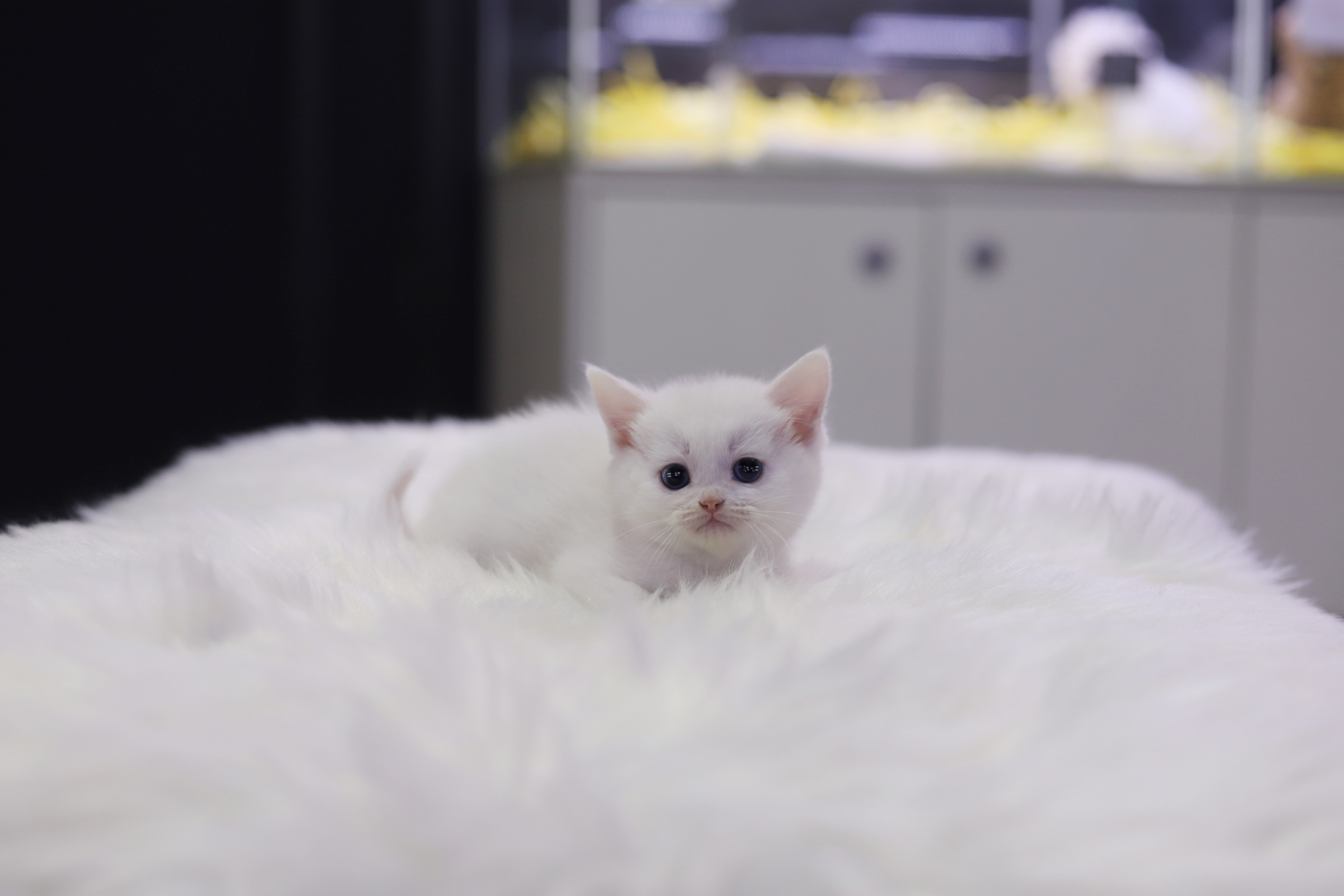 브리티쉬숏헤어 분양합니다