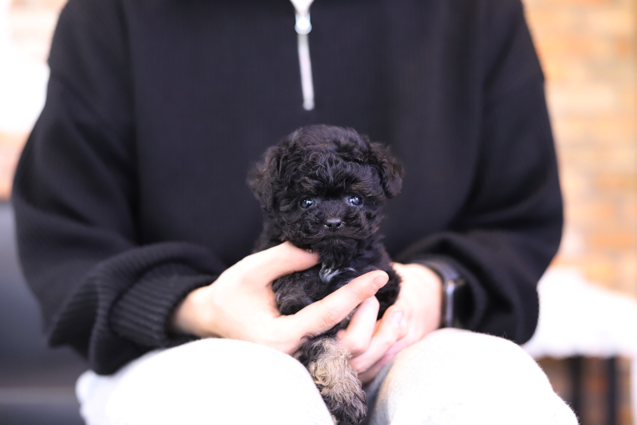 토이푸들 분양합니다