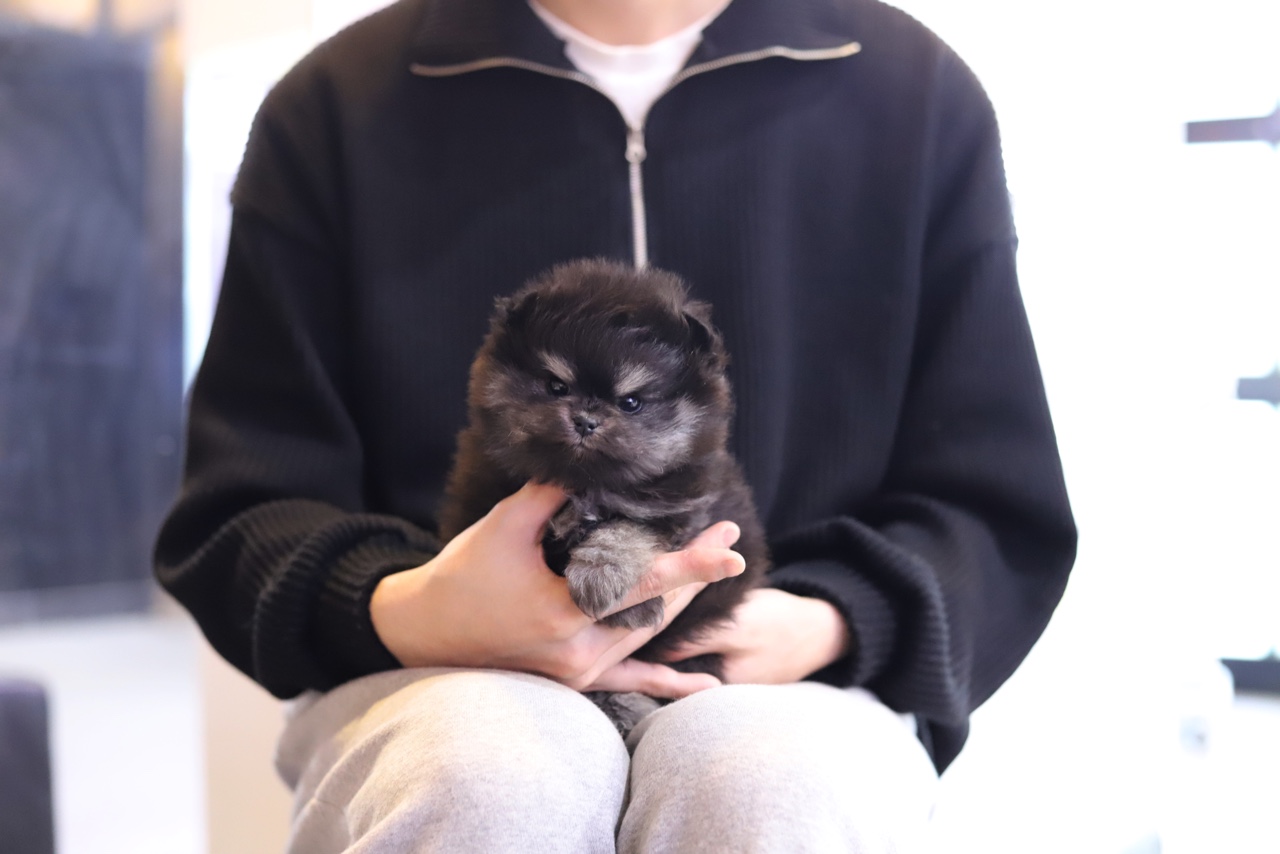 포메라니안 분양합니다