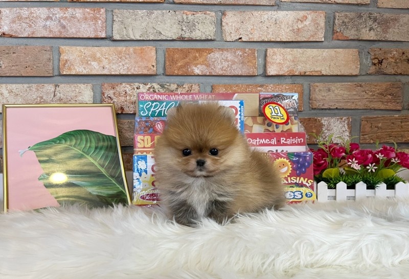 포메라니안 분양합니다