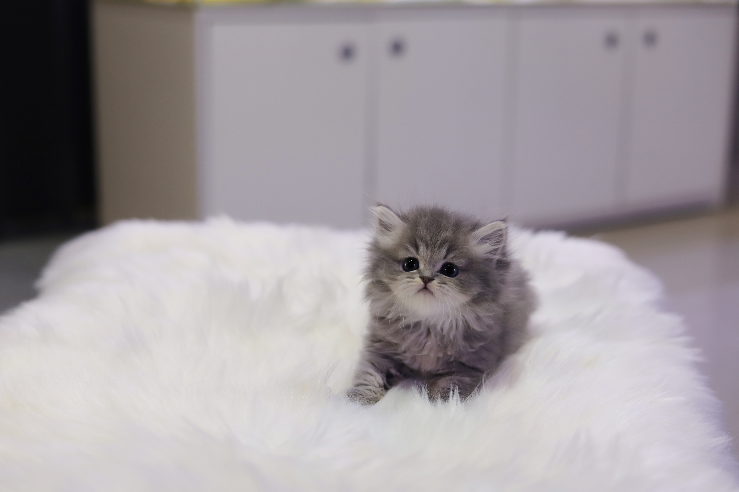 브리티쉬롱헤어 분양합니다