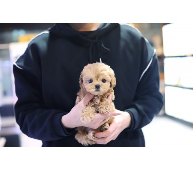 말티푸((10만원부터)