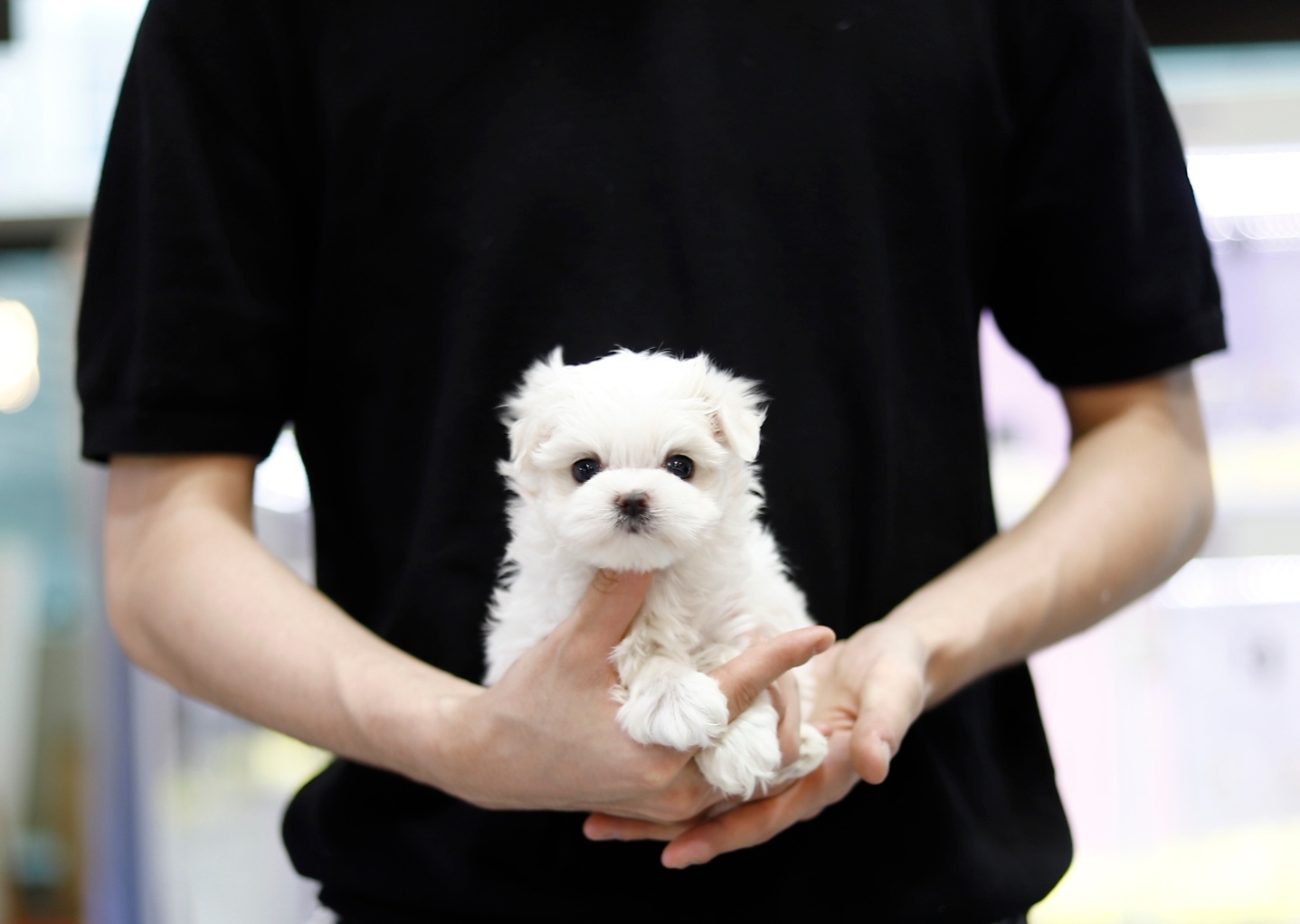 말티즈 분양합니다