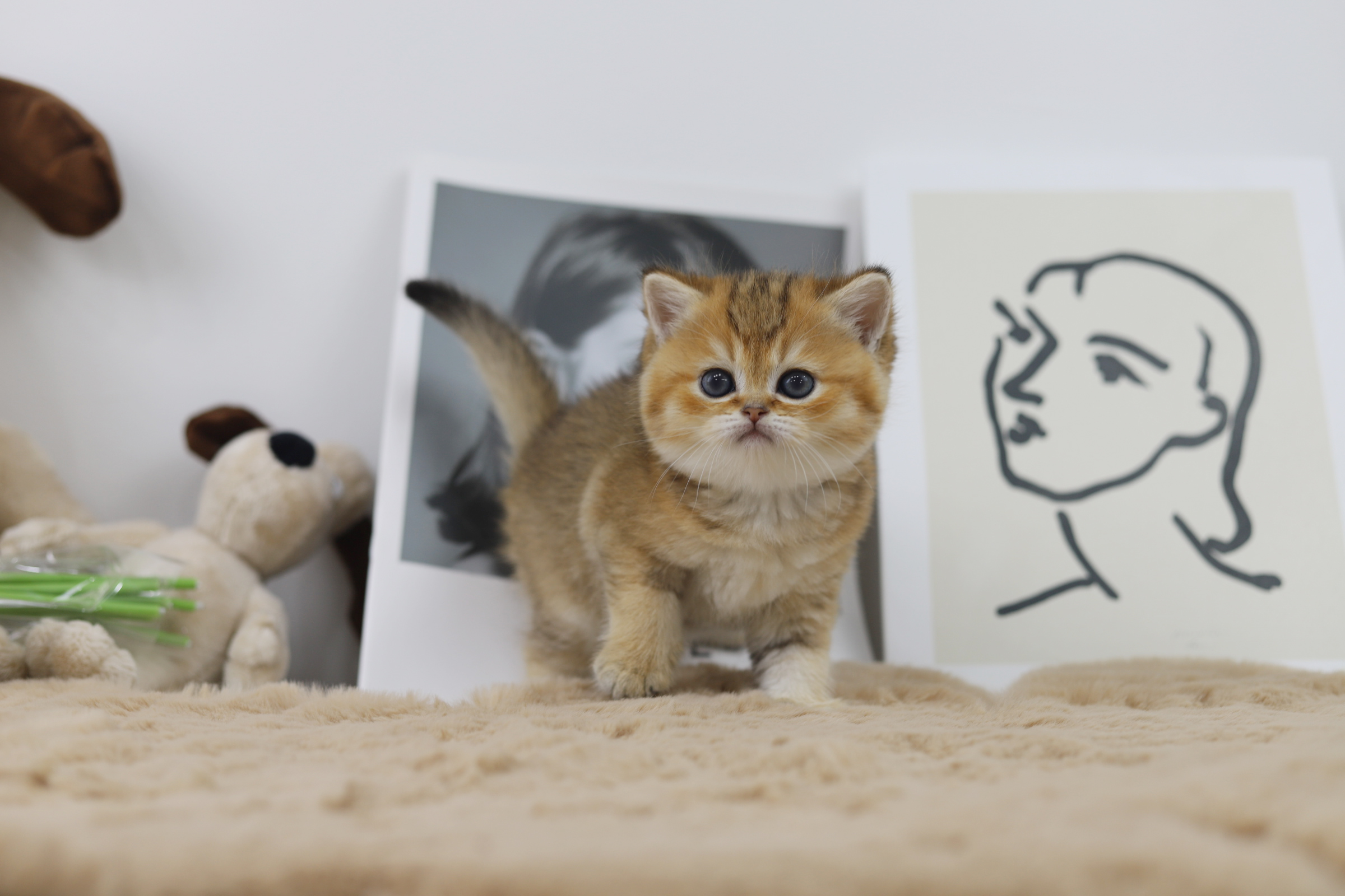 브리티쉬숏헤어 분양합니다