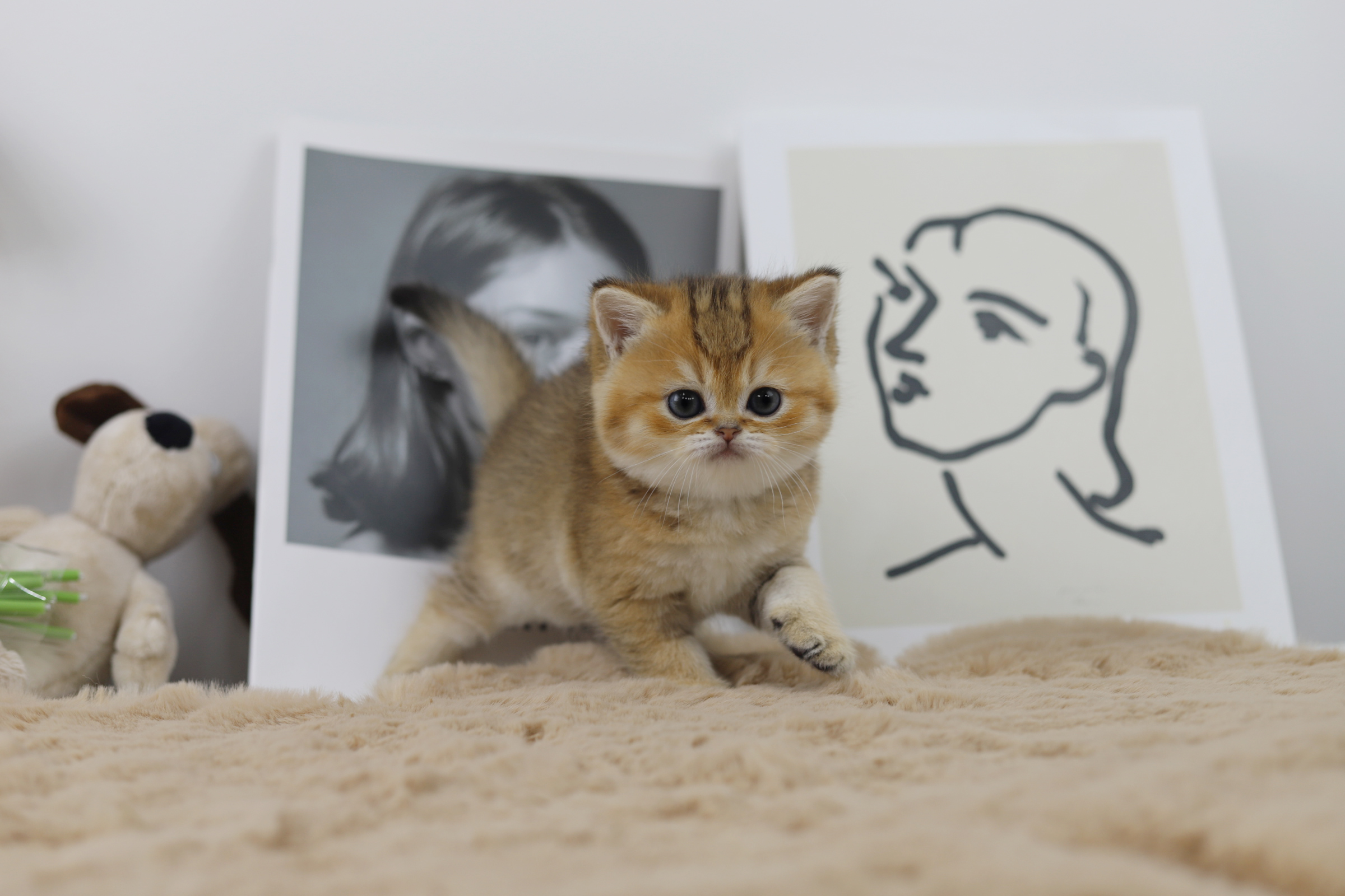 브리티쉬숏헤어 분양합니다