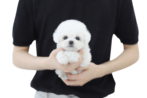 미니비숑 분양합니다