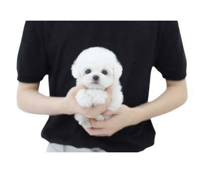 미니비숑 분양합니다