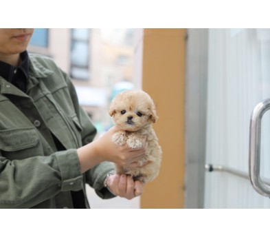 토이푸들 분양합니다