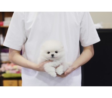 포메라니안 분양합니다