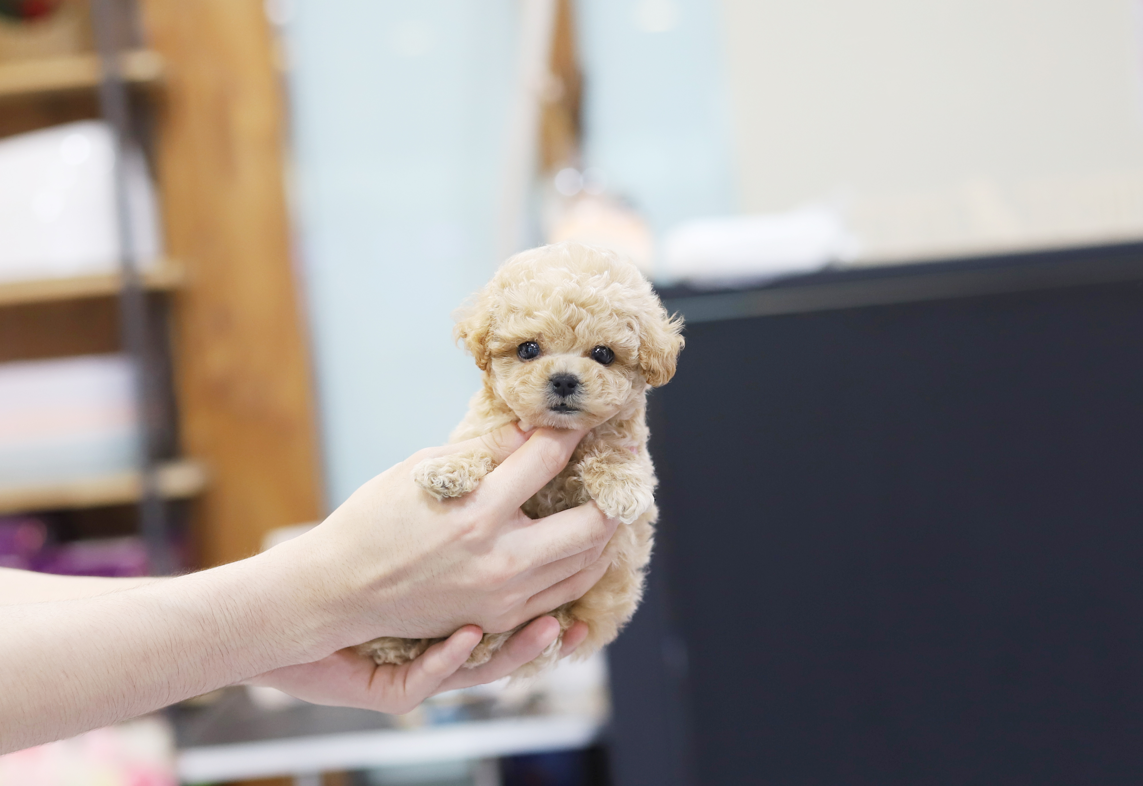 토이푸들 분양합니다
