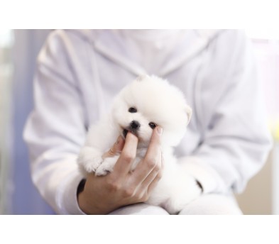 포메라니안 분양합니다