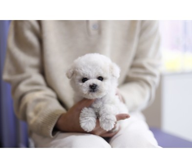 미니비숑 분양합니다