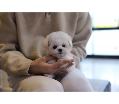 미니비숑 분양합니다