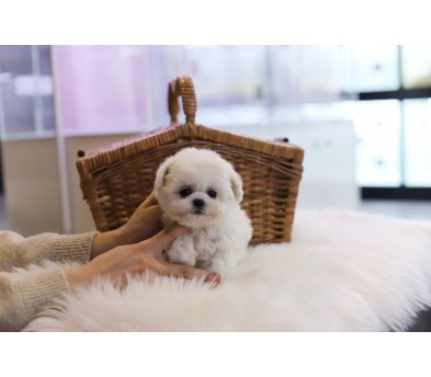 미니비숑 분양합니다