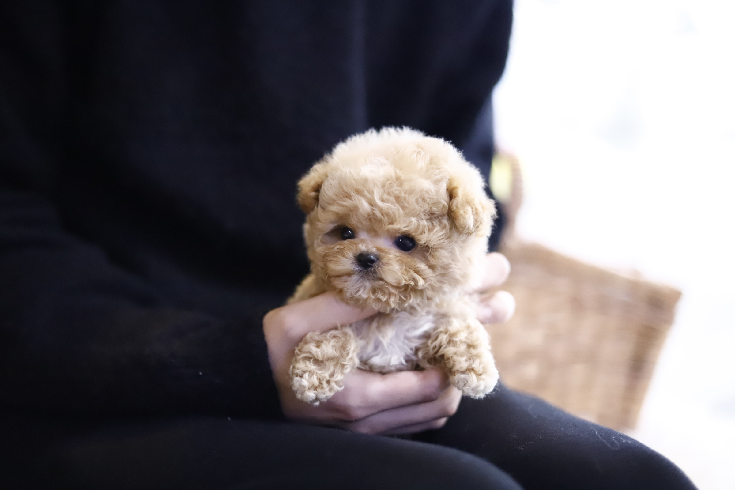 토이푸들 분양합니다