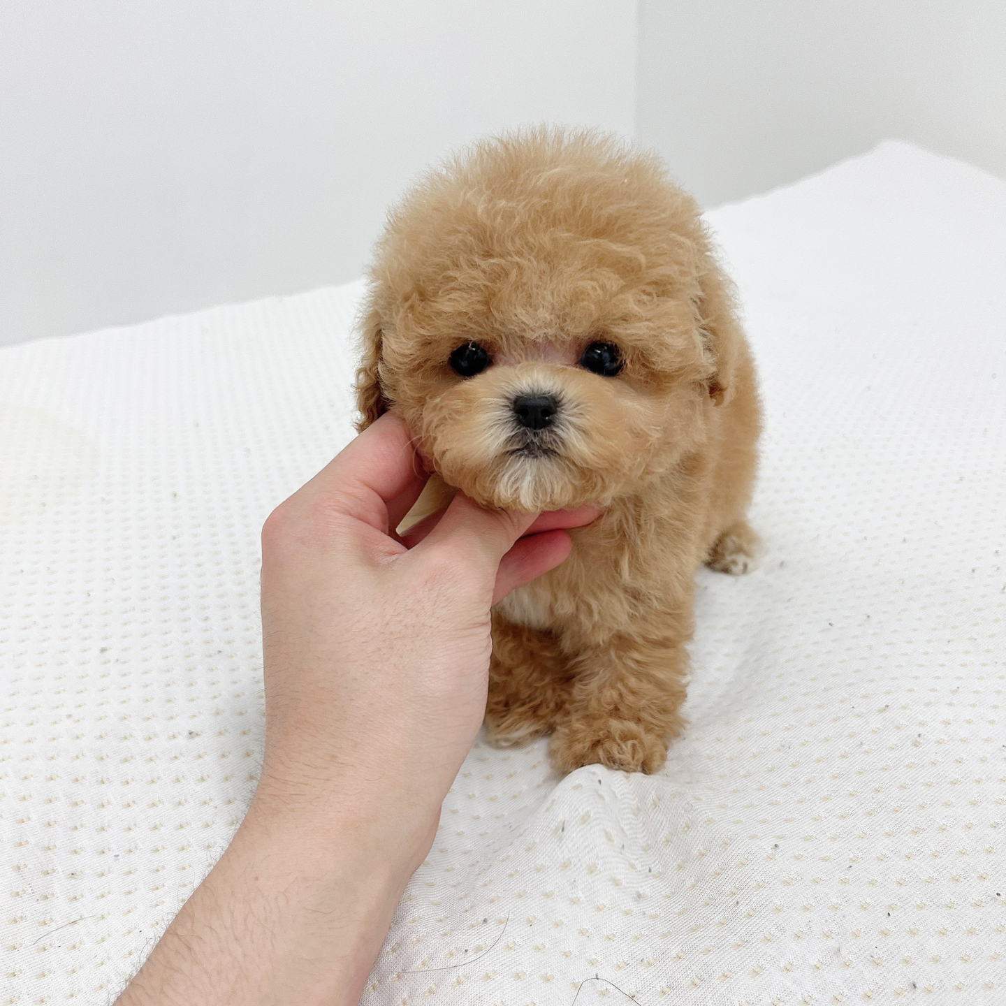 토이푸들 분양합니다