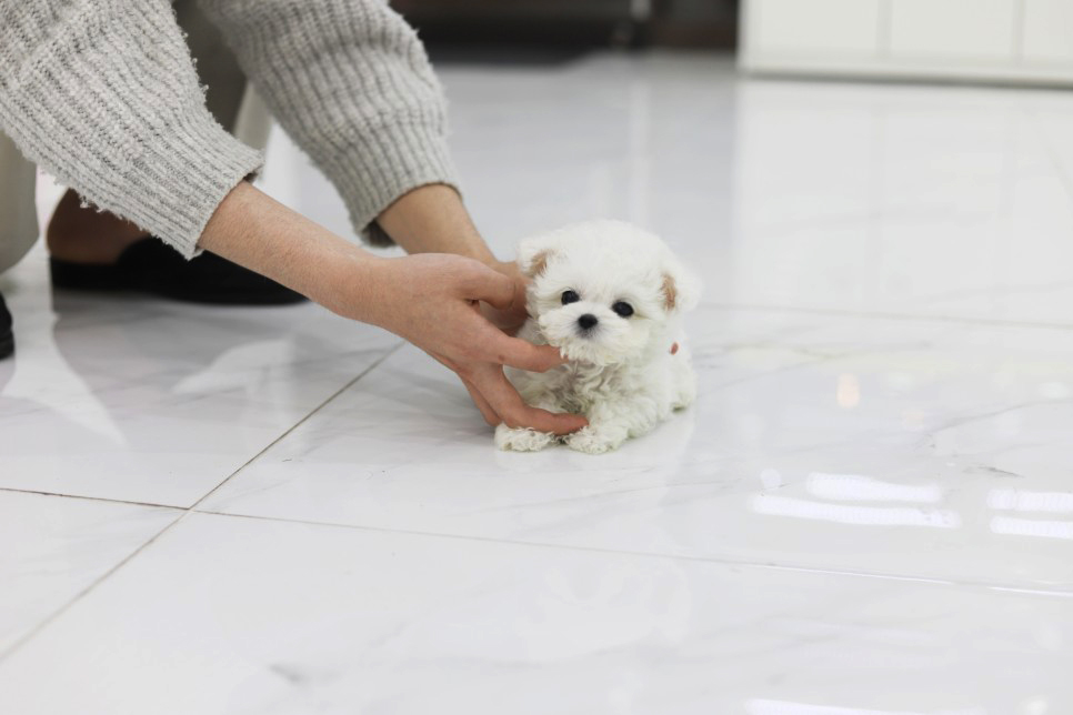 미니비숑 분양합니다