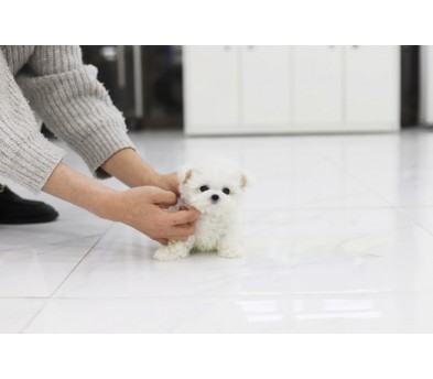 미니비숑 분양합니다