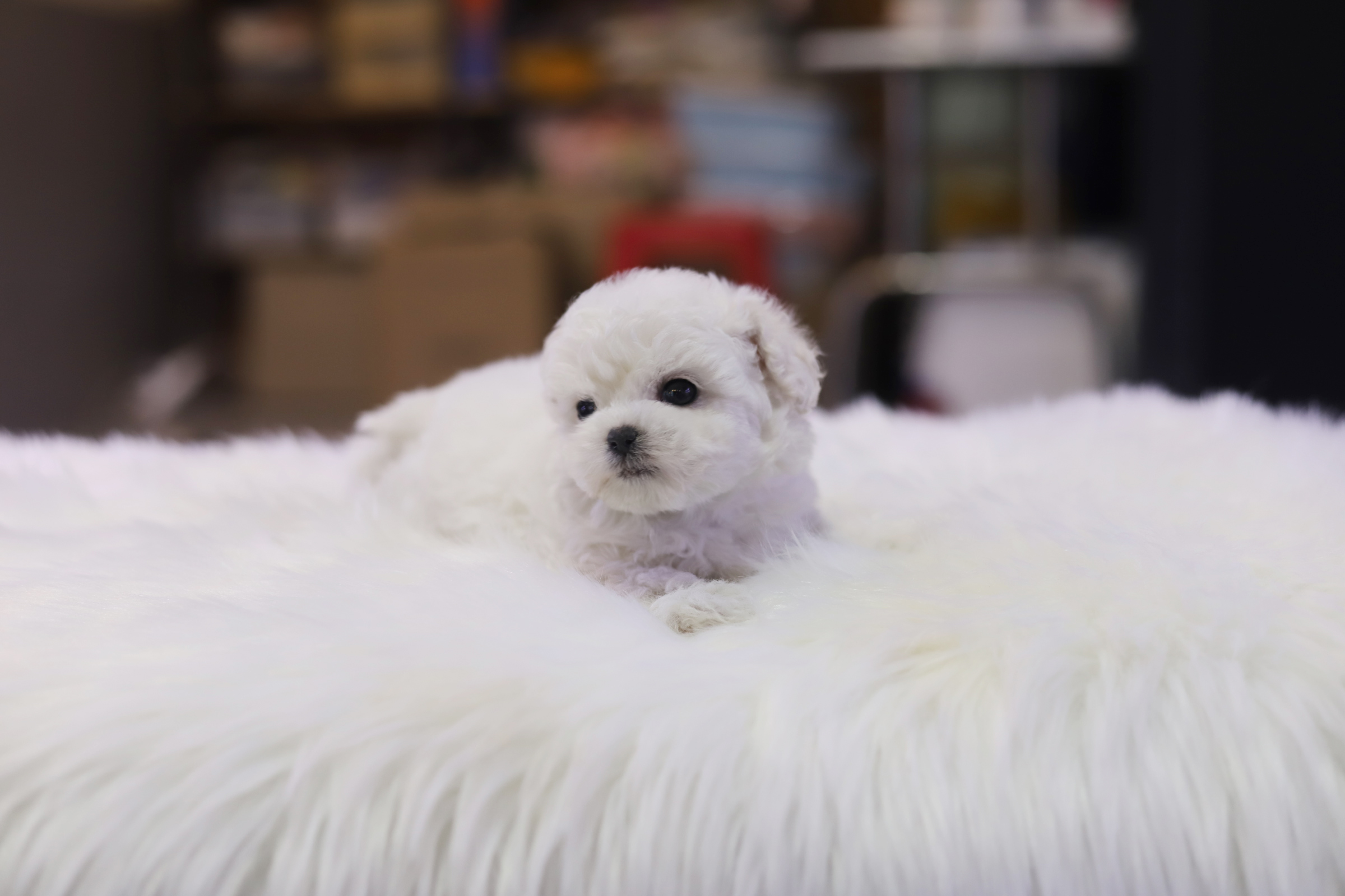 미니비숑 분양합니다