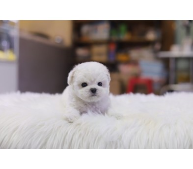 미니비숑 분양합니다