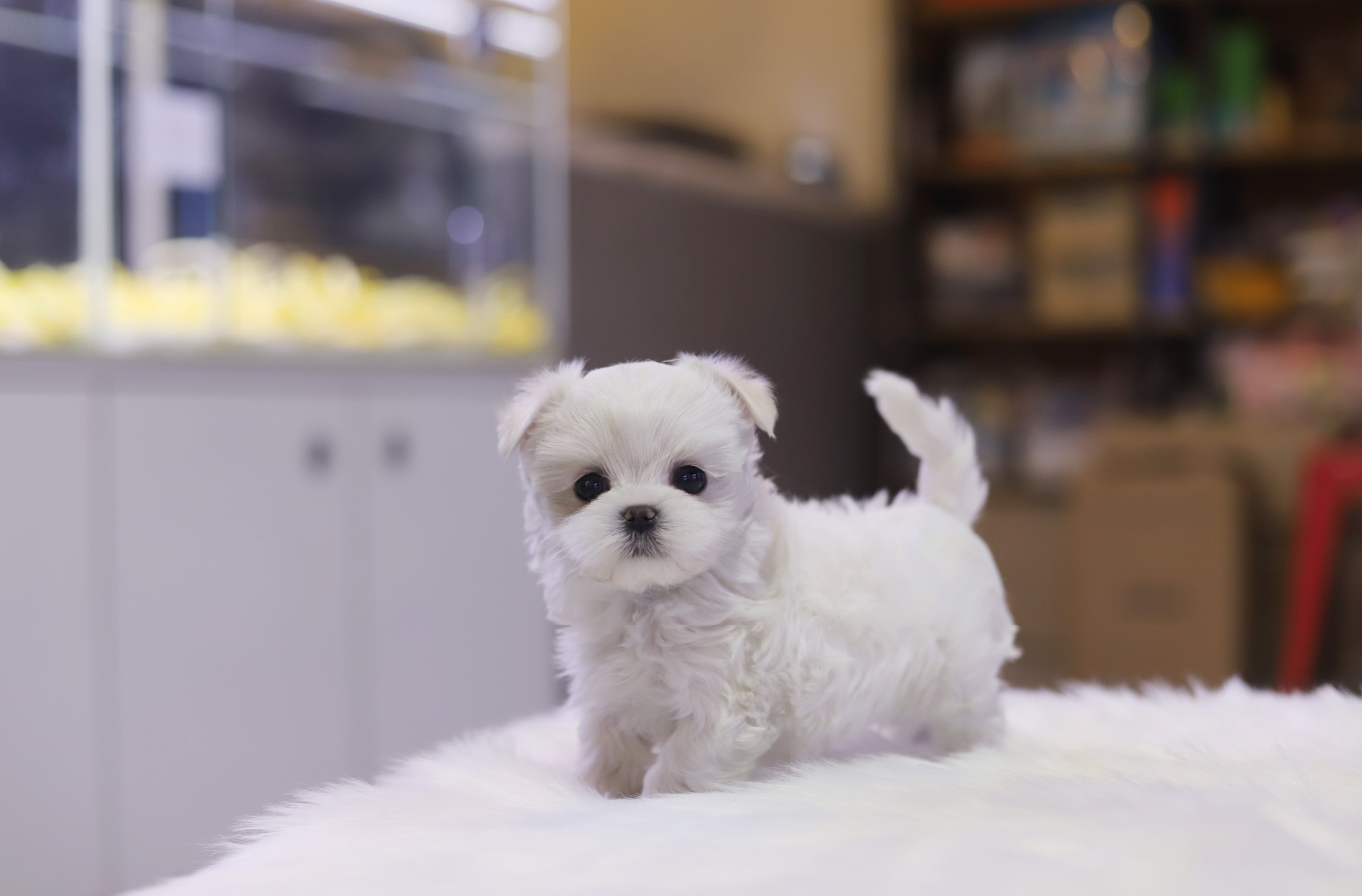 말티즈 분양합니다