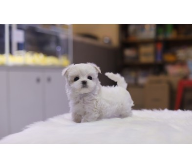 말티즈 분양합니다