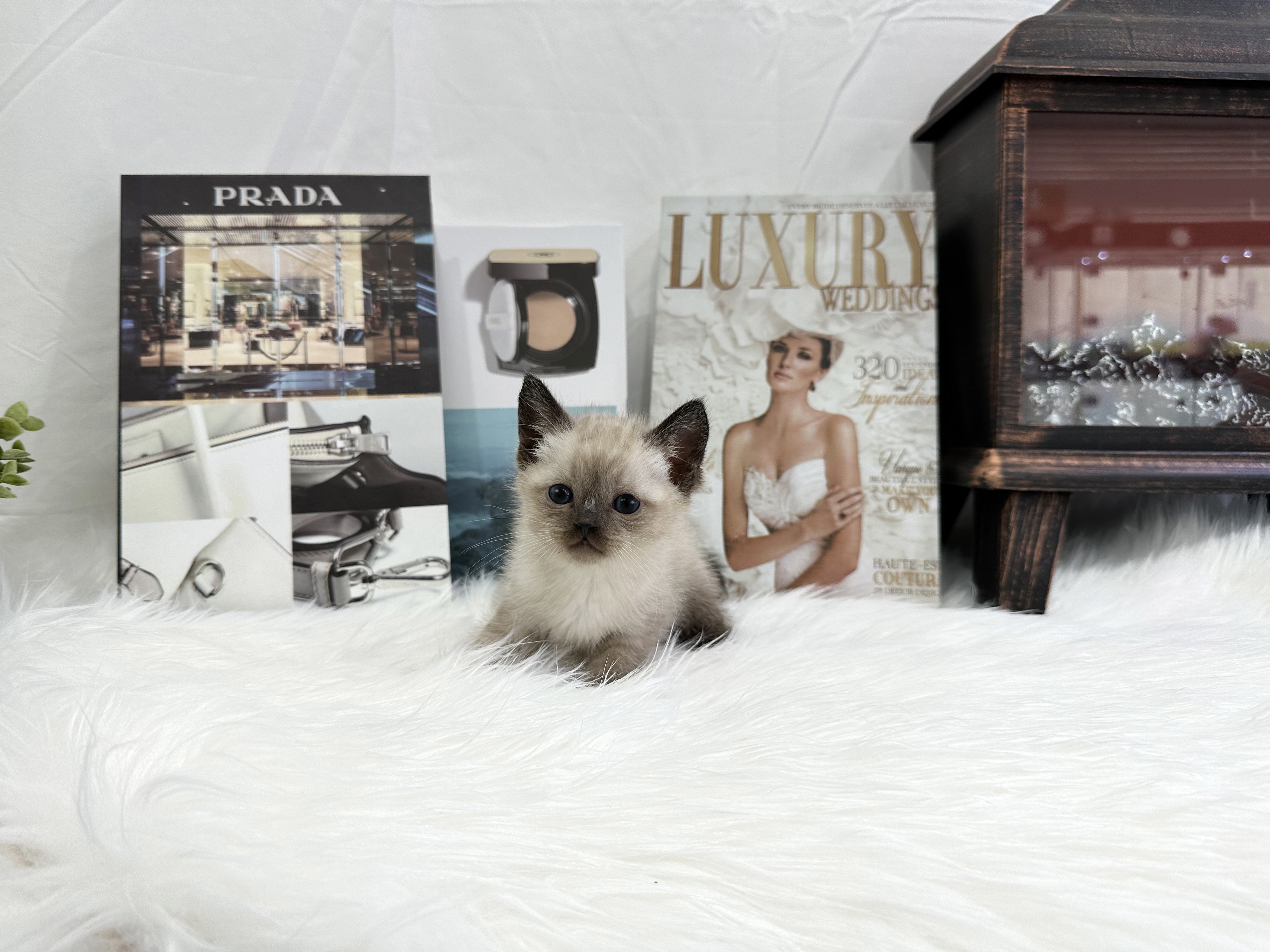 샴분양합니다 왕자님