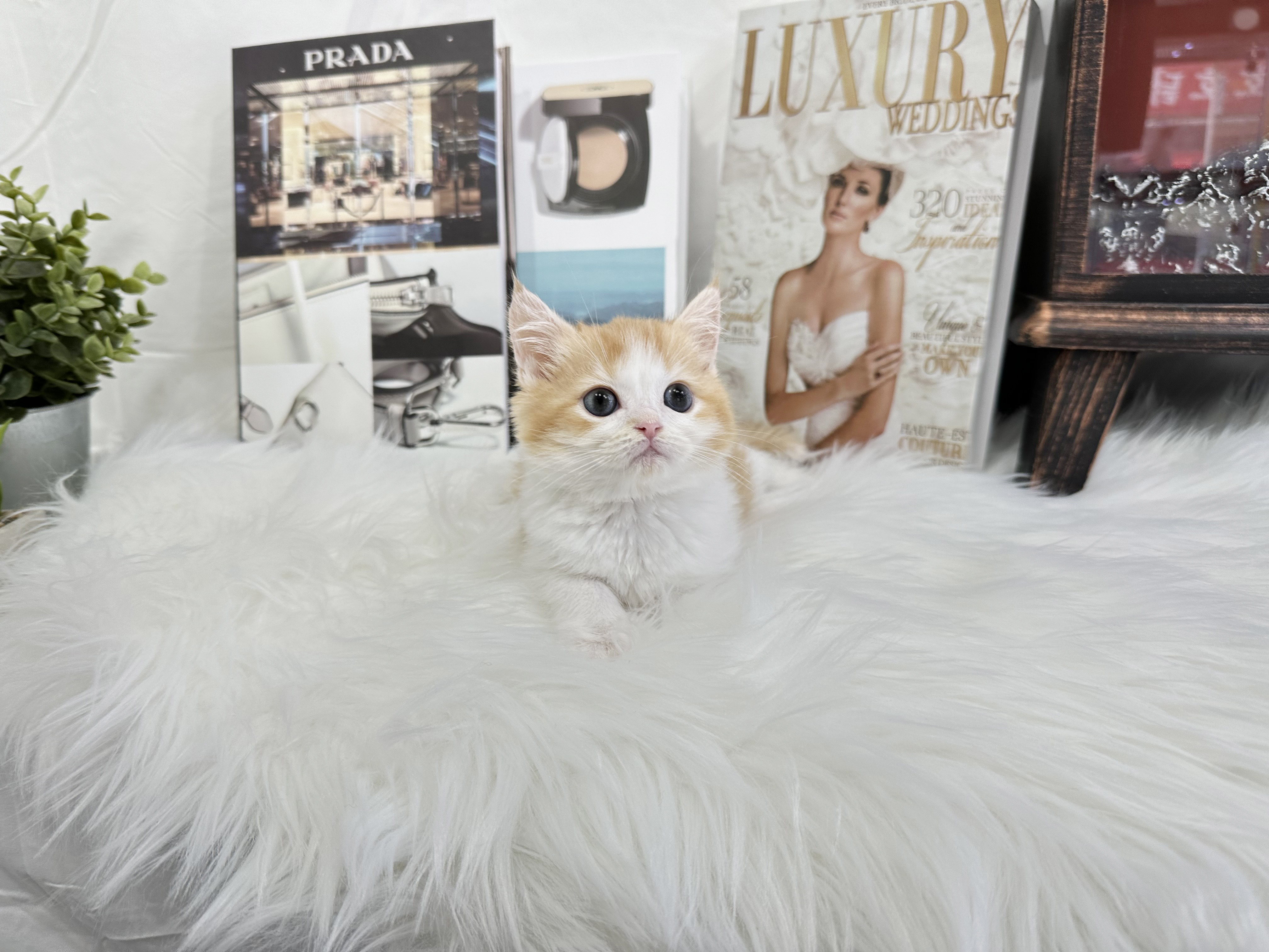 브리티쉬숏헤어 분양합니다