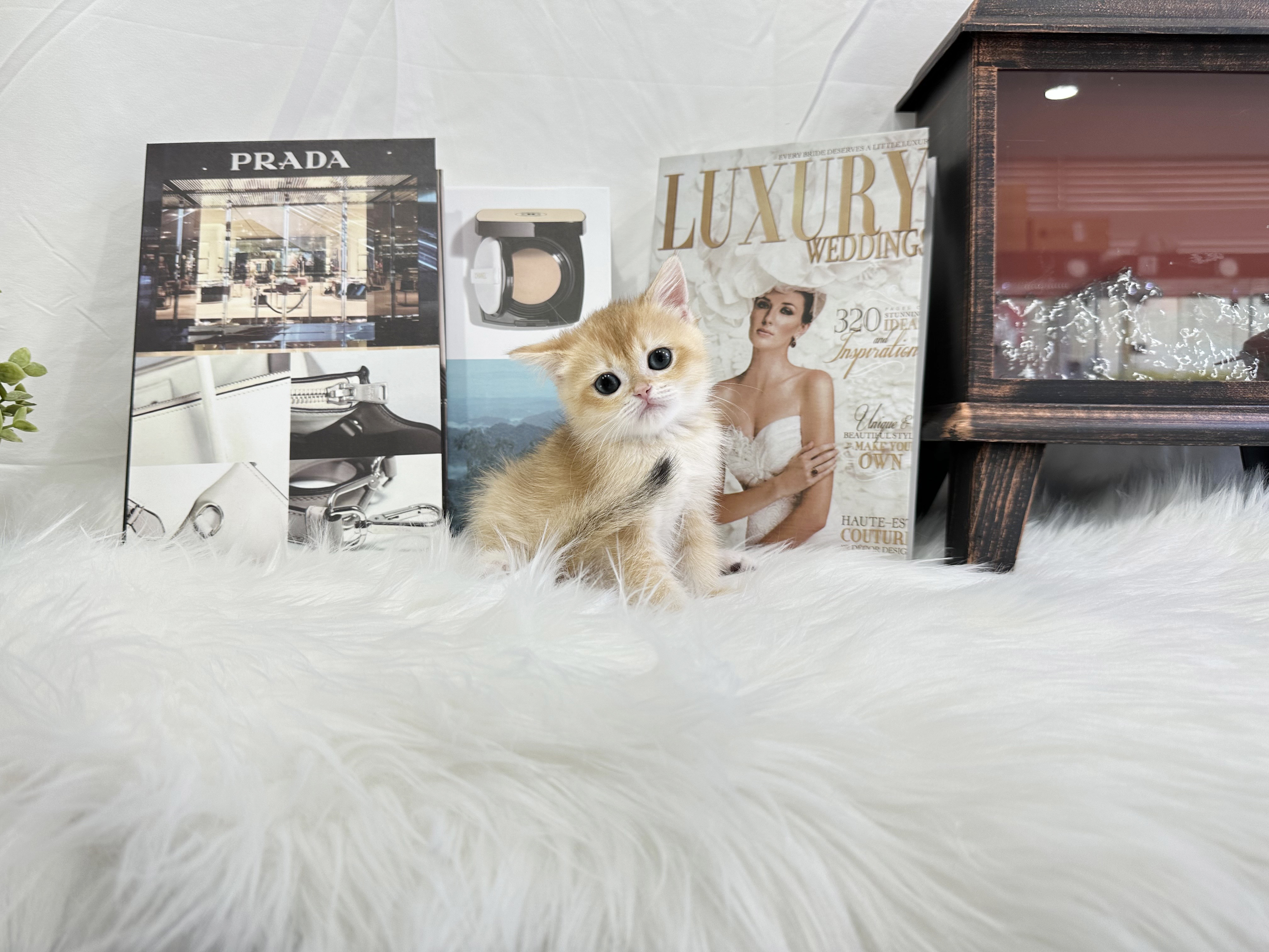 브리티쉬숏헤어 분양합니다