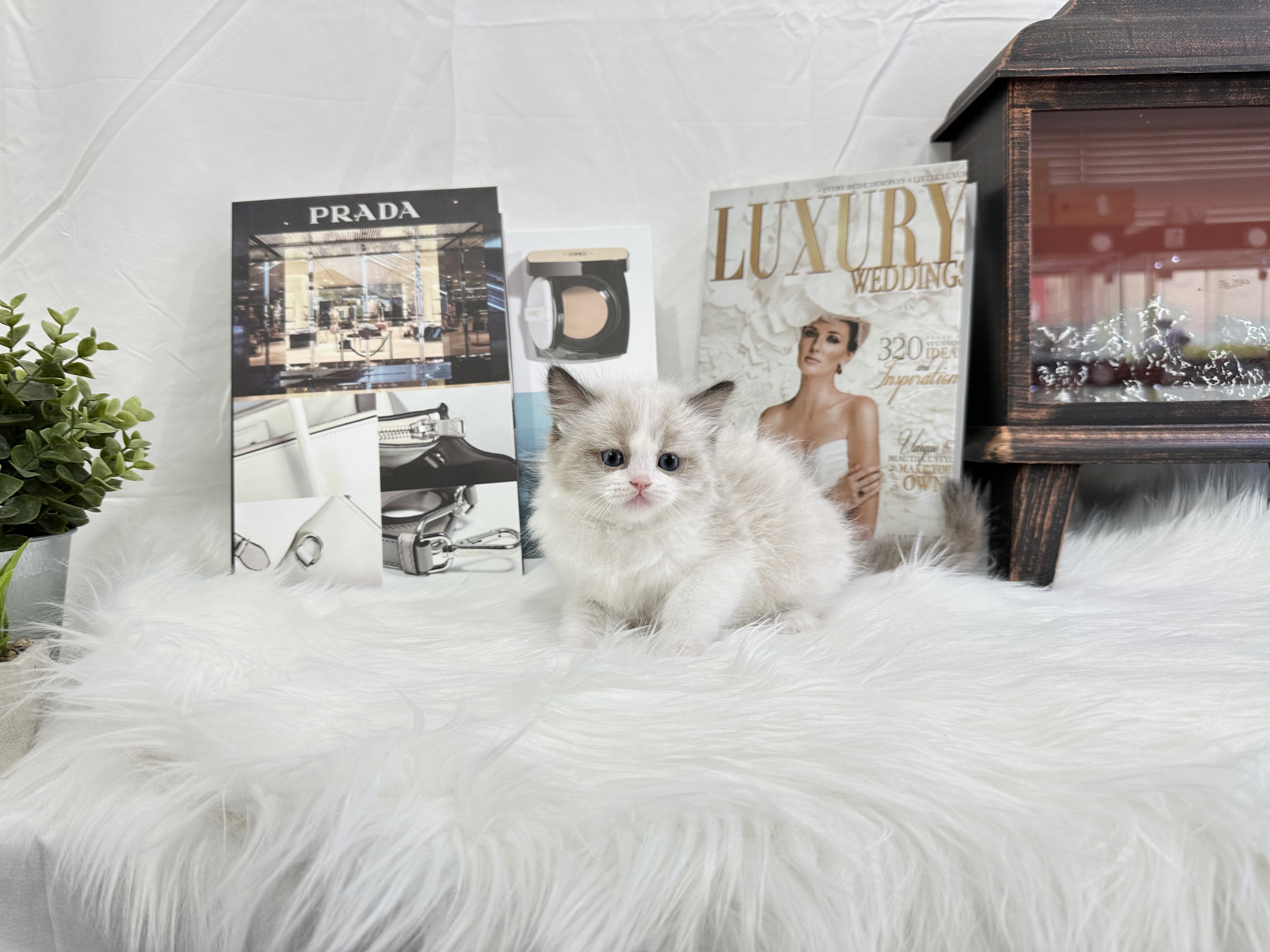 렉돌 분양합니다