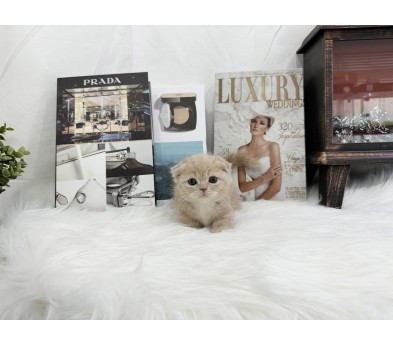 먼치킨(20만원부터)