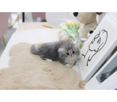 먼치킨(20만원부터)