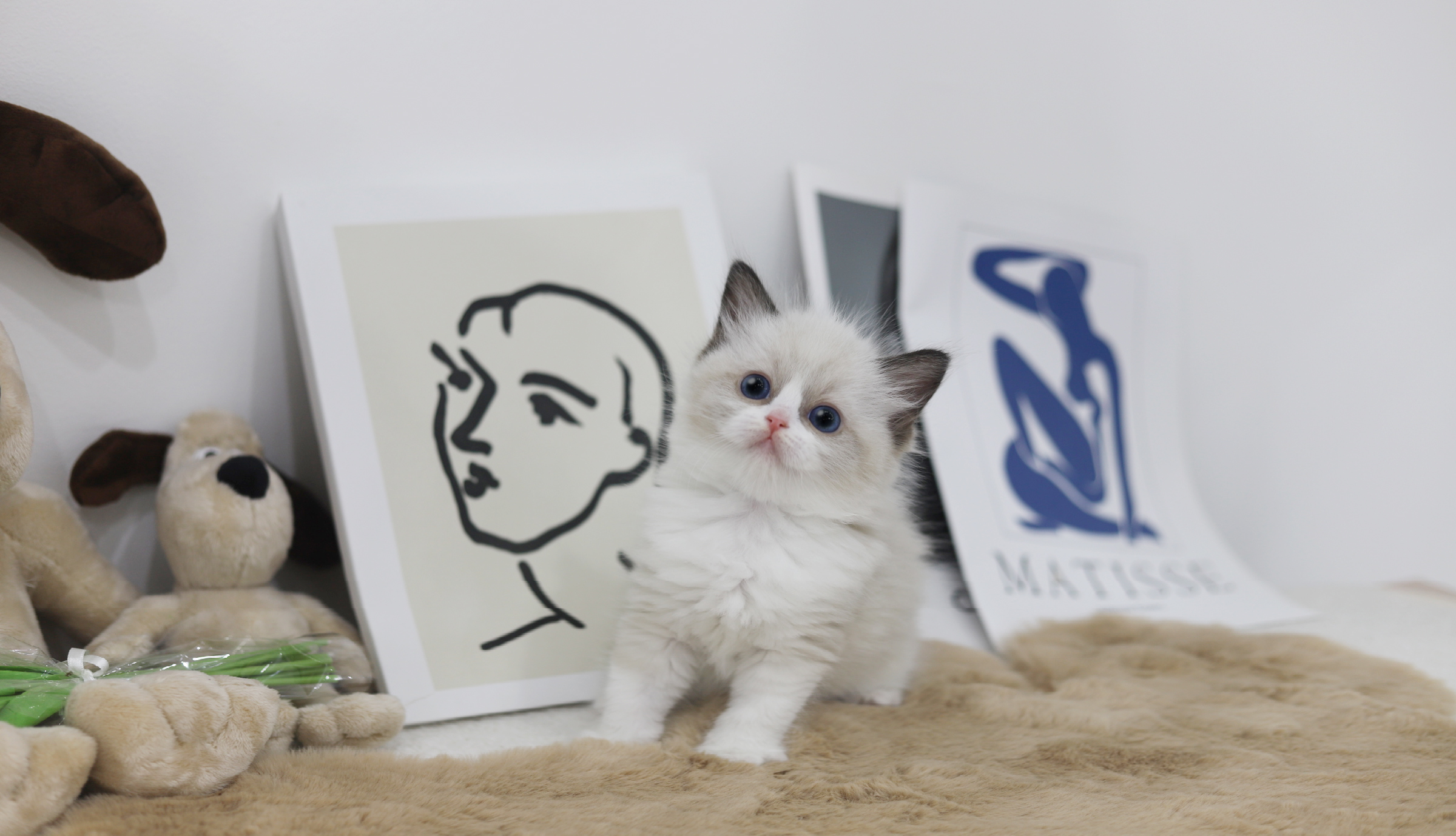 렉돌 분양합니다