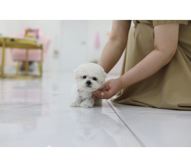 미니비숑 분양합니다