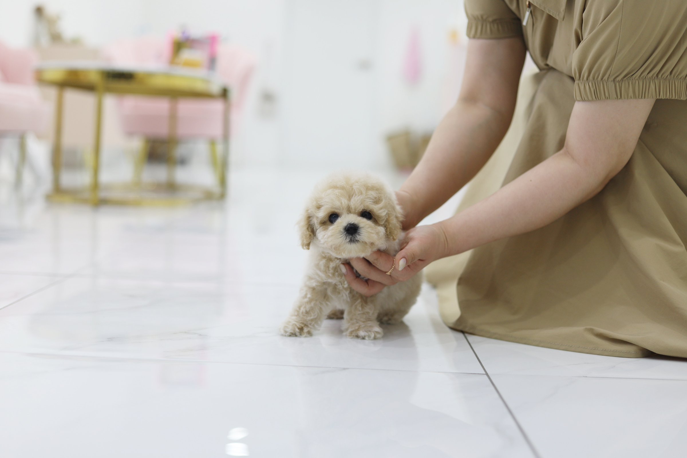 토이푸들 분양합니다