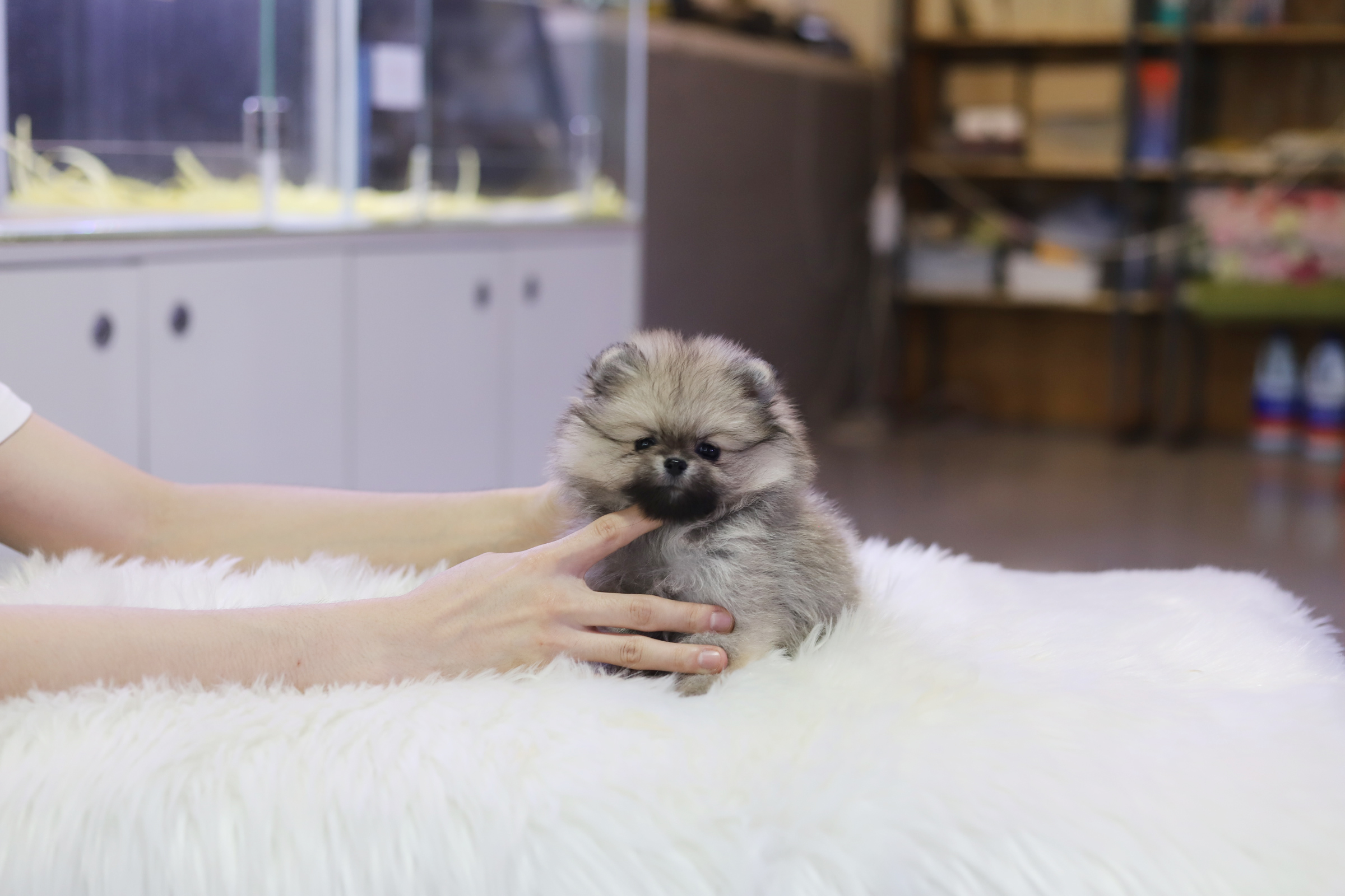 포메라니안 분양합니다