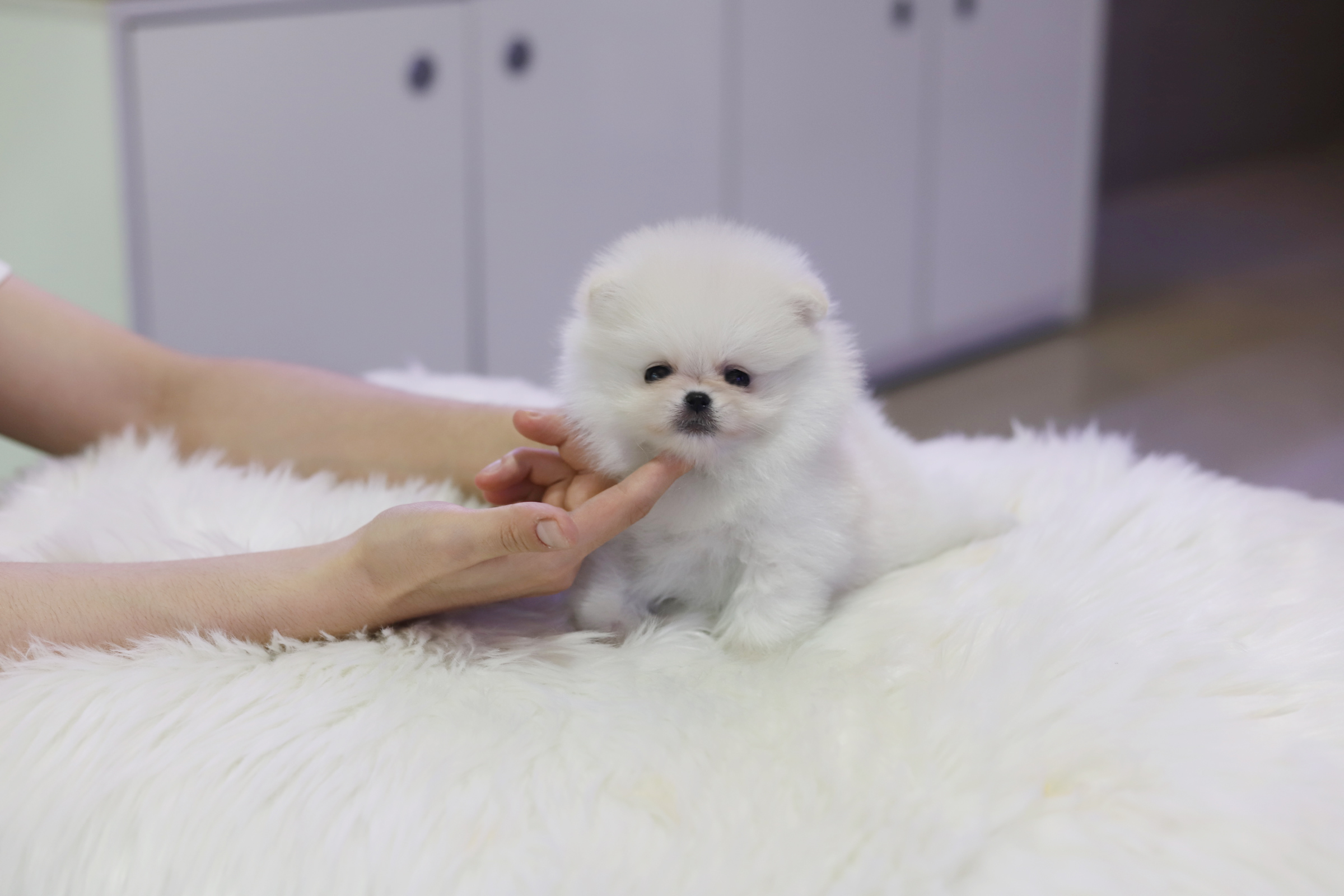 포메라니안 분양합니다