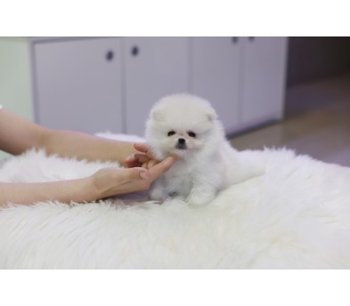 포메라니안 분양합니다