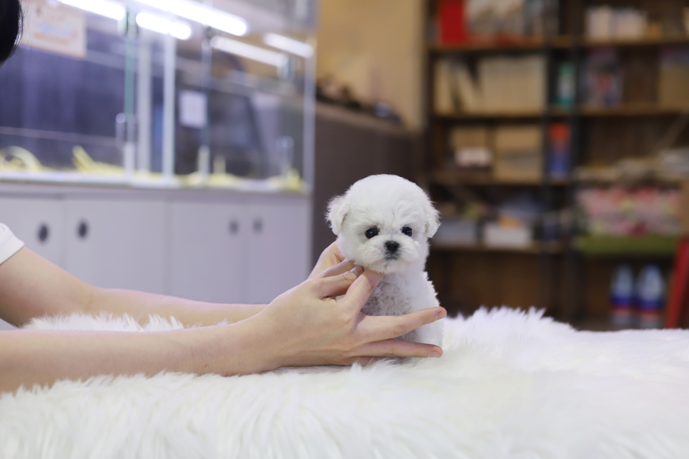 미니비숑 분양합니다