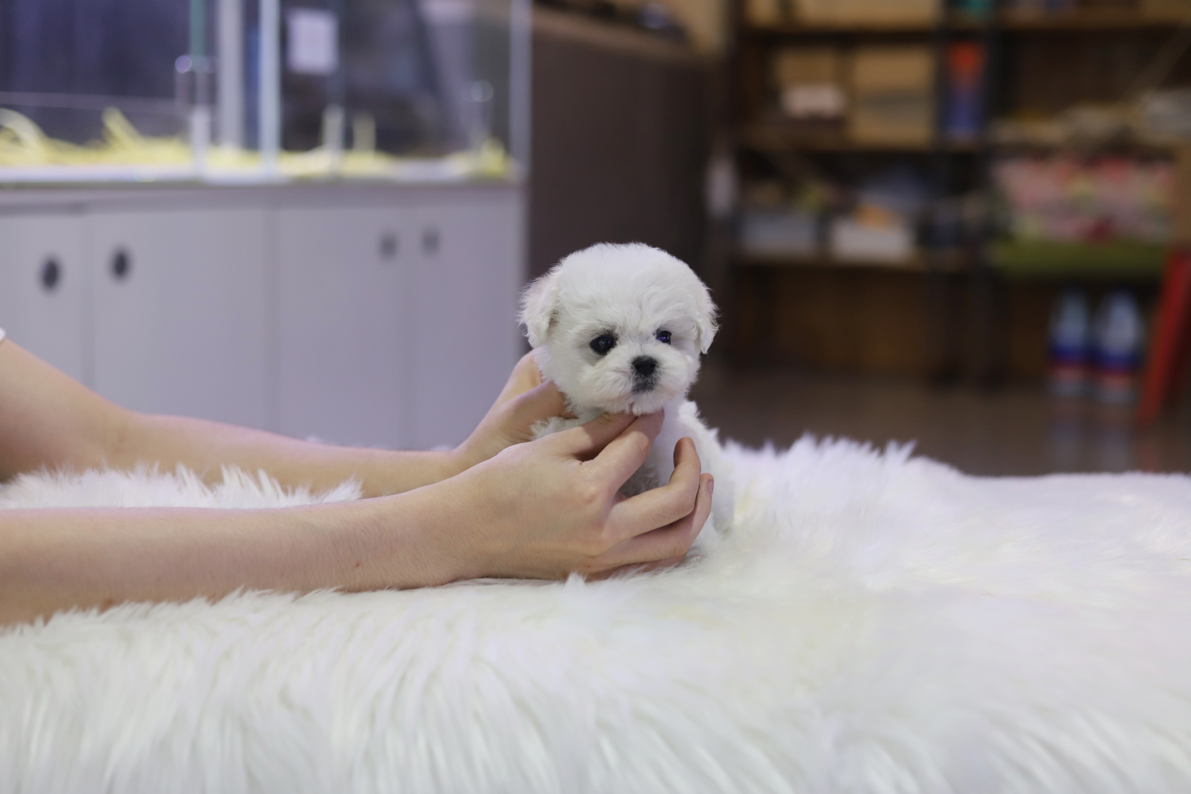 미니비숑 분양합니다