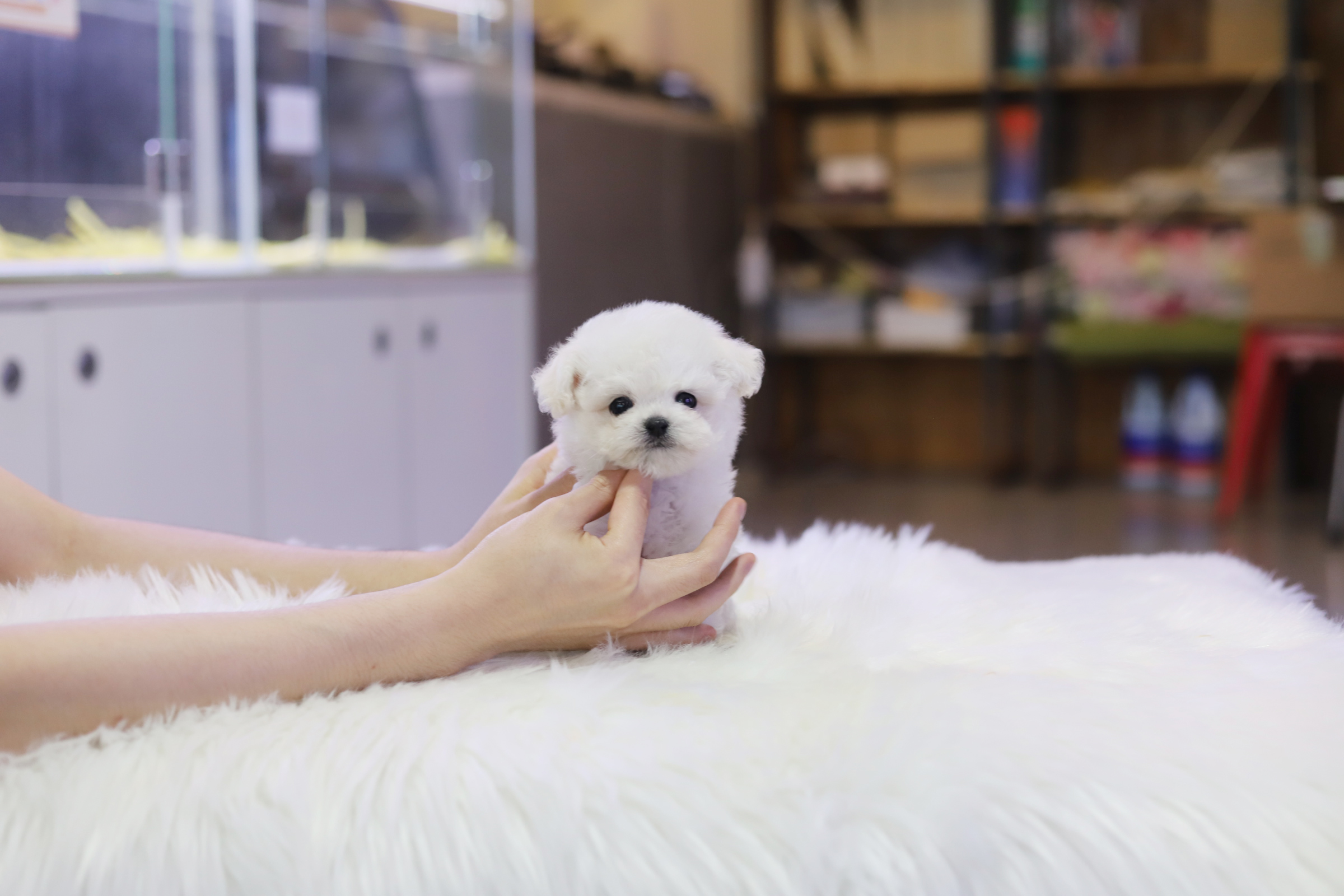 미니비숑 분양합니다