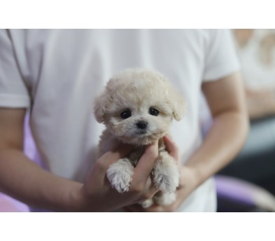 토이푸들 분양합니다