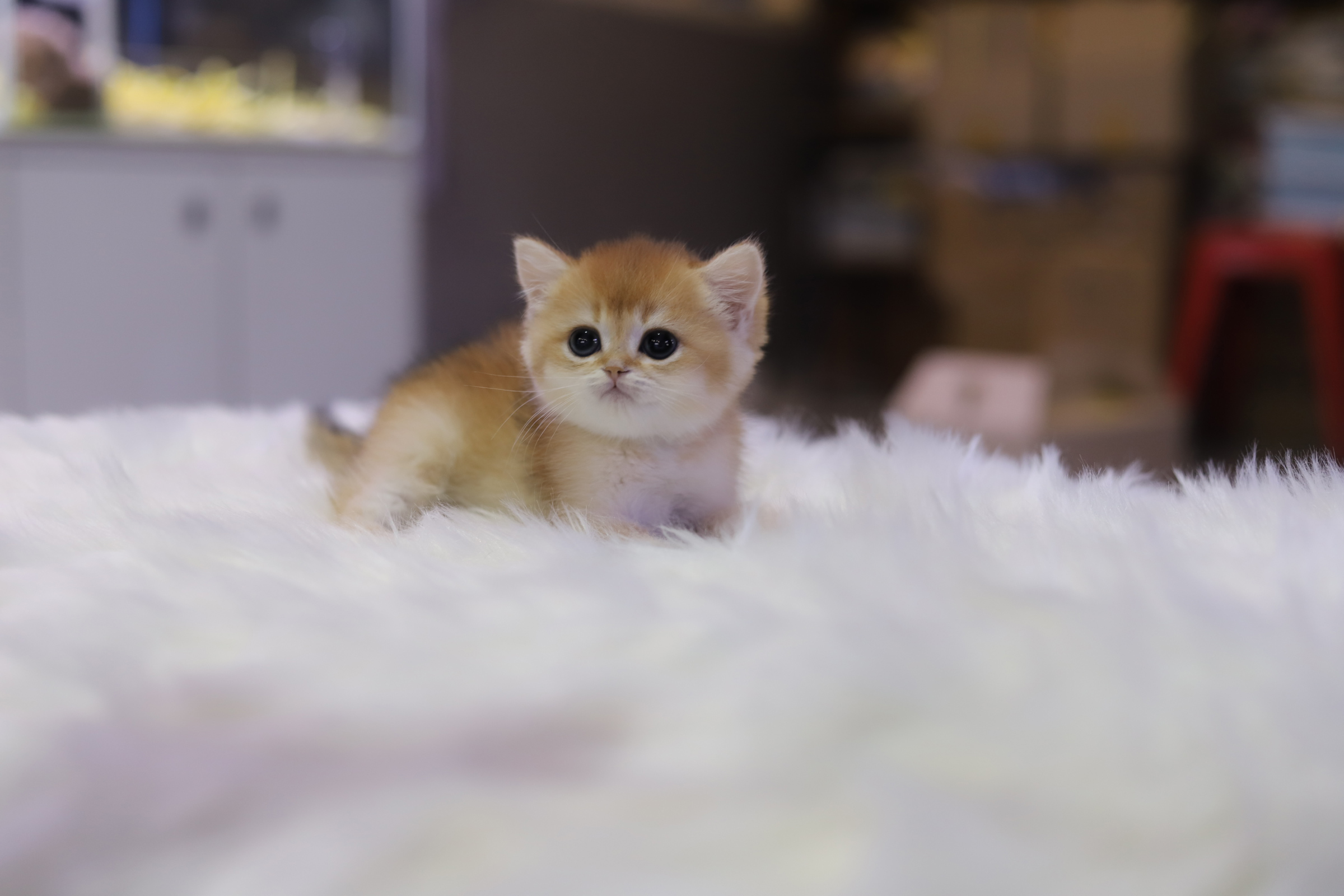 브리티쉬숏헤어 분양합니다