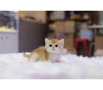 브리티쉬숏헤어 분양합니다