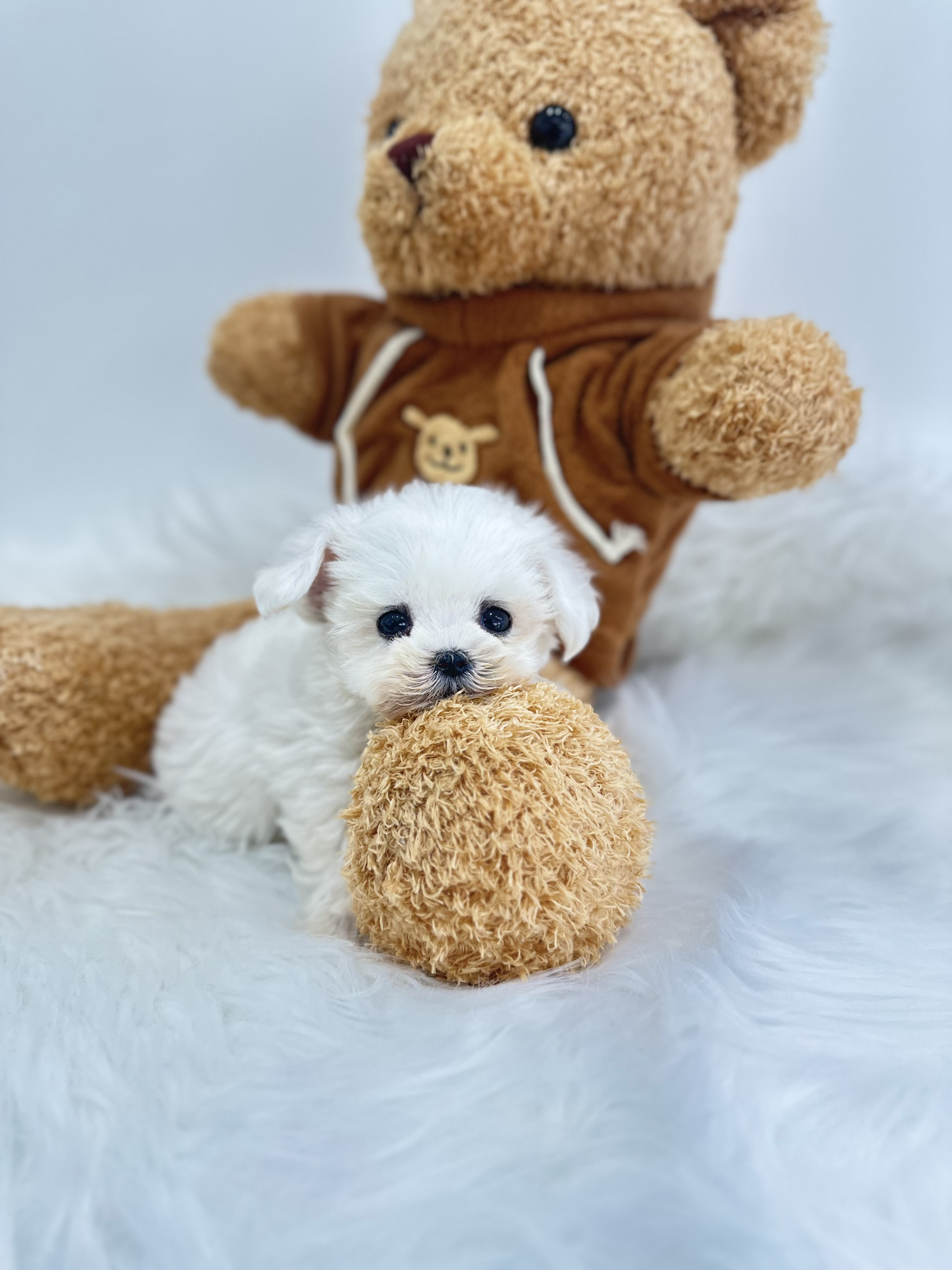 말티숑 분양합니다