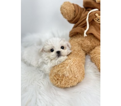 말티즈 분양합니다